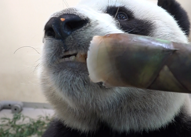 大貓熊吃竹筍圖