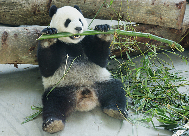 大貓熊吃竹桿圖