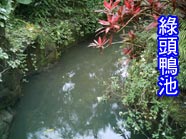 亞洲熱帶雨林區的綠頭鴨池
