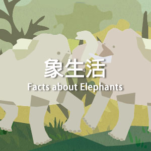 象生活 Facts about Elephants