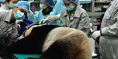 野生動物檢疫救傷中心圖片