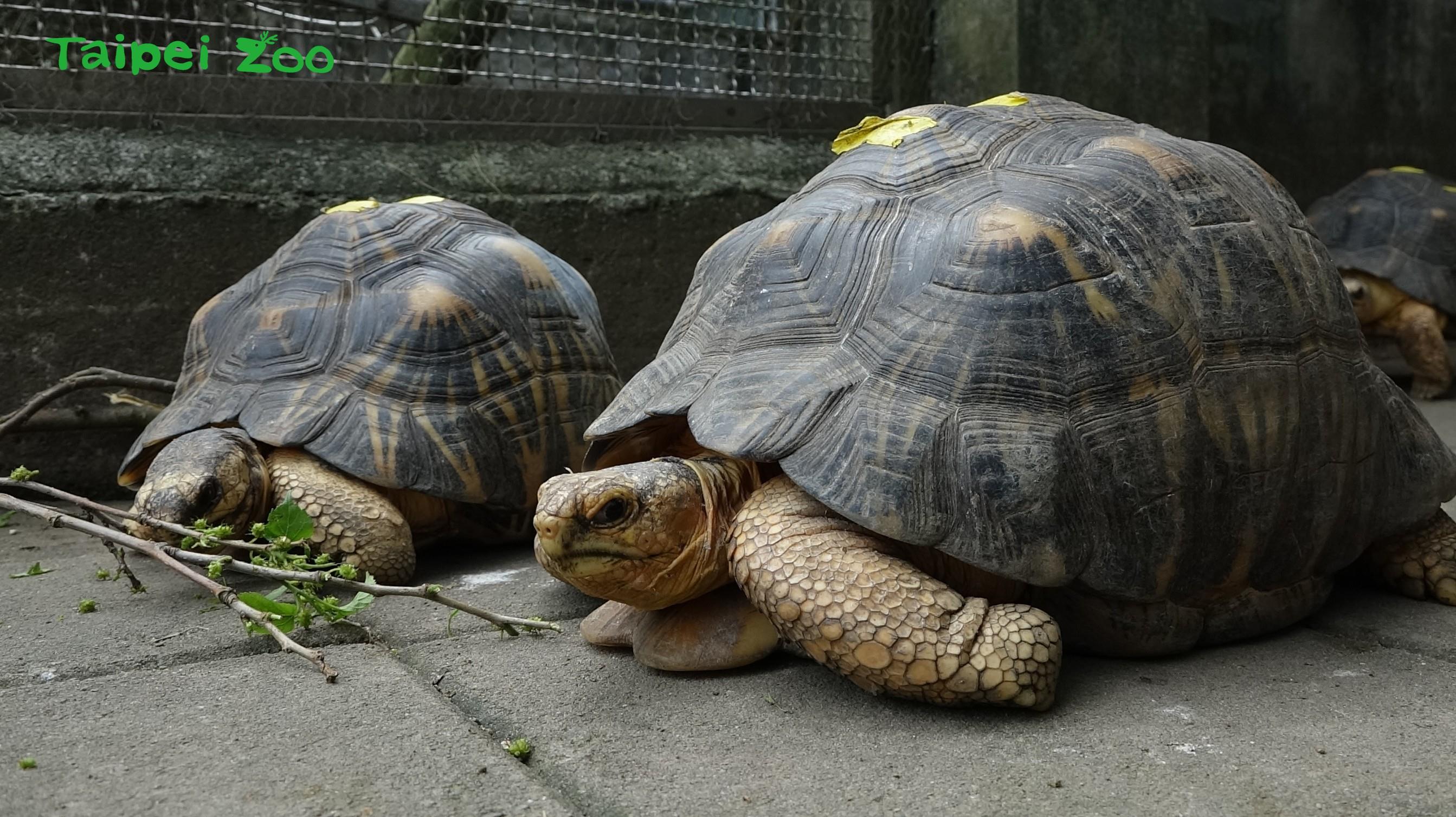 射紋陸龜的主食是桑葉和青菜，身形呈球形。照片來源：臺北市立動物園新聞稿