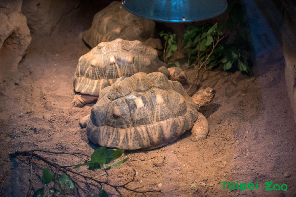 在加溫燈底下的射紋陸龜，如果環境溫度太高，牠們會走到水池內調節體溫。照片來源：臺北市立動物園動物認養小組黃陳浩