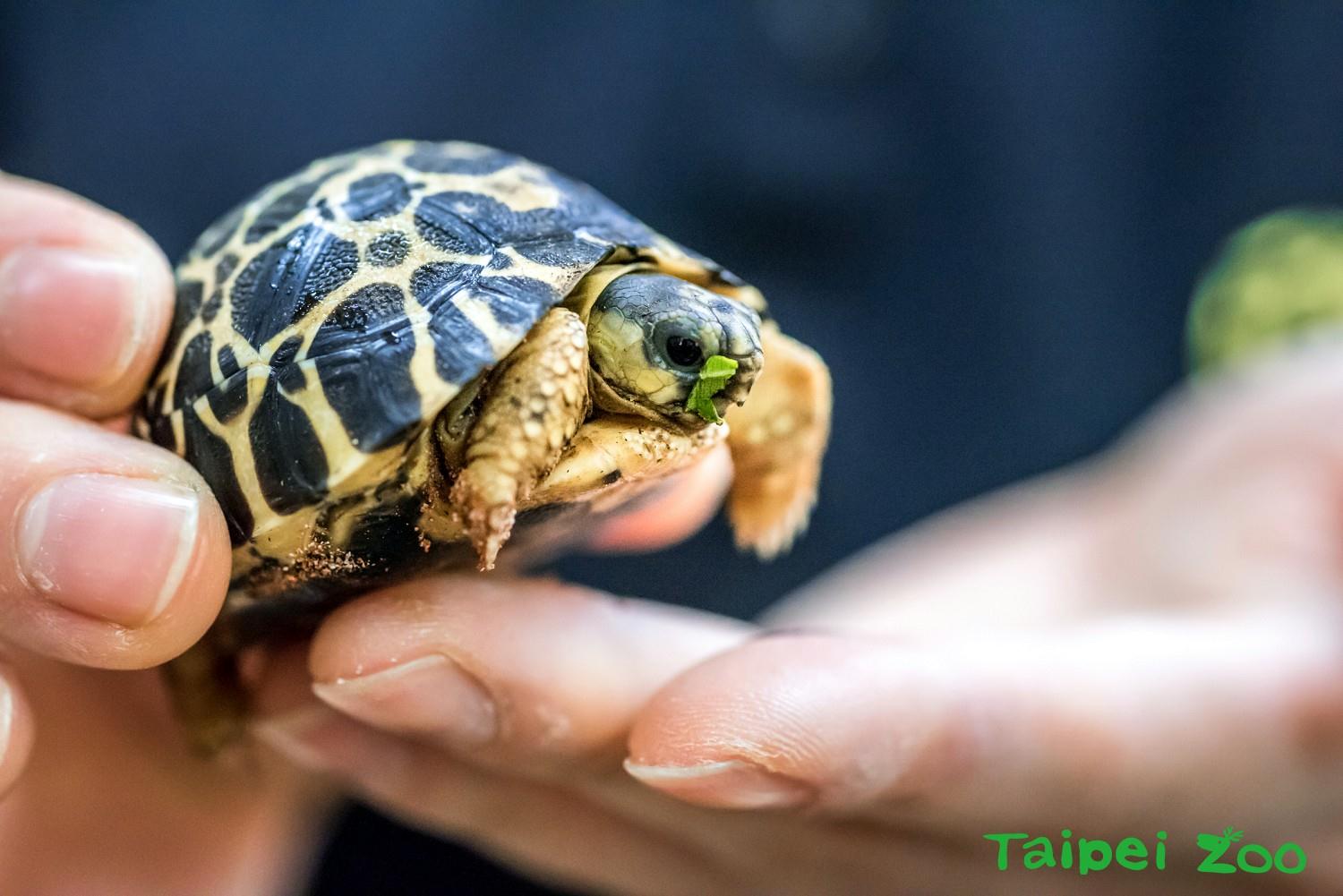 臺北市動物園積極參與射紋陸龜原始棲息地域內保育事務，如於105年主辦馬達加斯加動植物相保育群國際會議。 照片來源：臺北市立動物園新聞稿