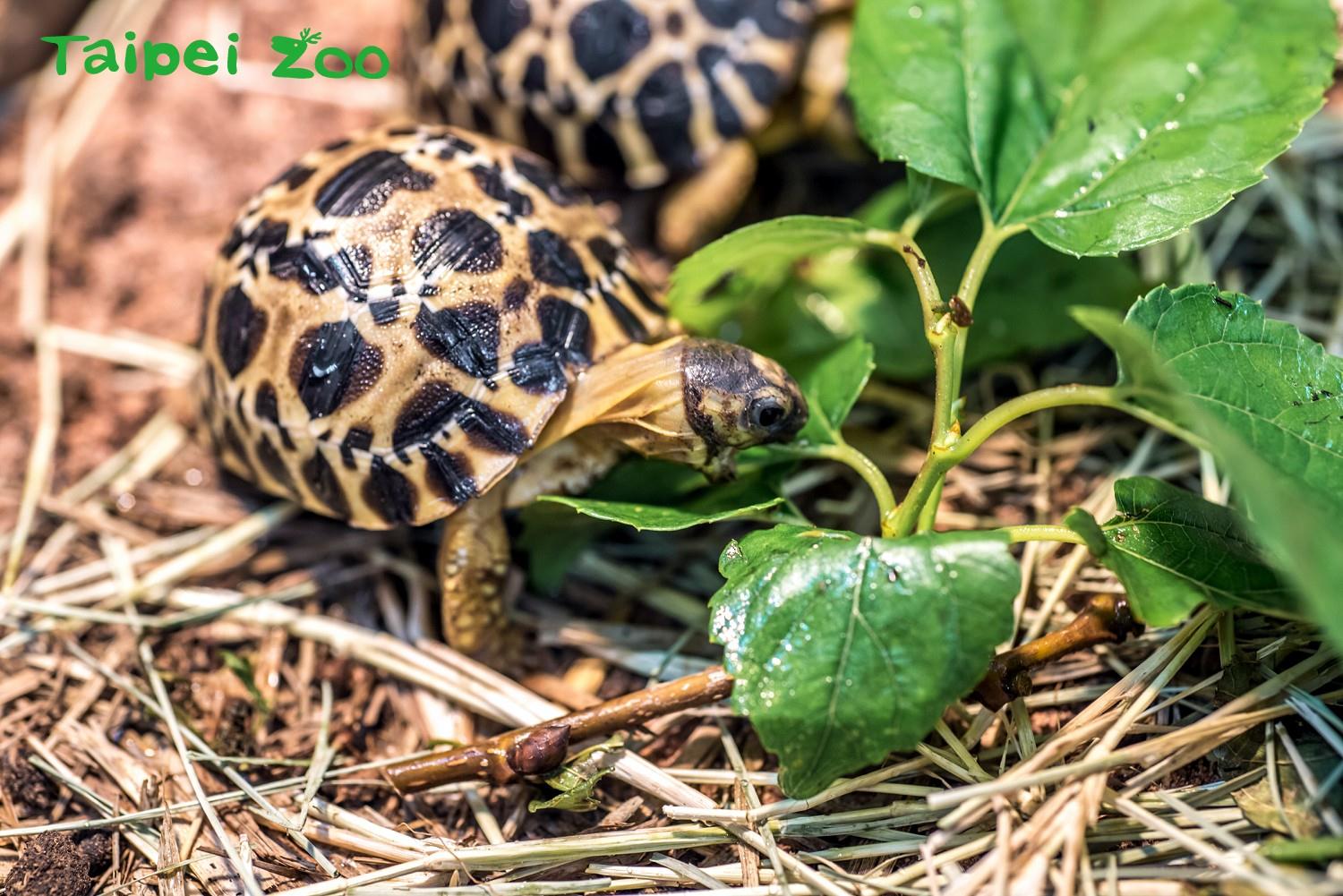 射紋陸龜因原產地馬達加斯加遭棲地破壞嚴重，被國際自然保育聯盟（IUCN）列為極度瀕危物種。 照片來源：臺北市立動物園新聞稿