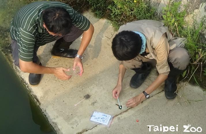 調查人員採集歐亞水獺排遺之工作照。照片來源：臺北市立動物園新聞稿