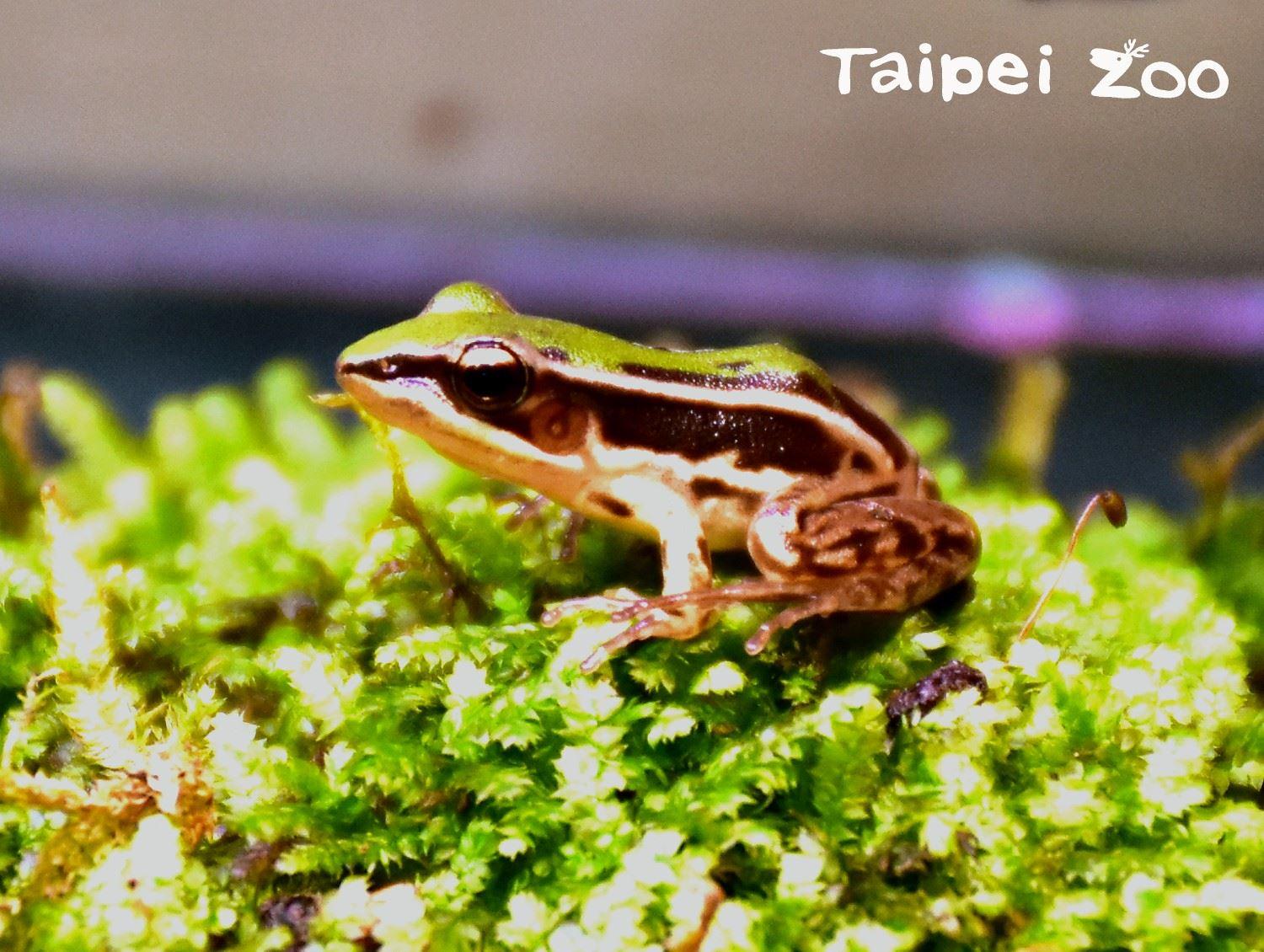 臺北赤蛙是一種個頭嬌小迷人的青蛙