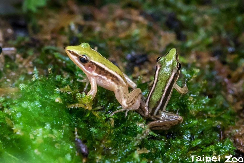 臺北赤蛙是臺灣本土蛙類之一，體型修長，雌性成熟個體約4公分，雄性更小約只有2-3公分。