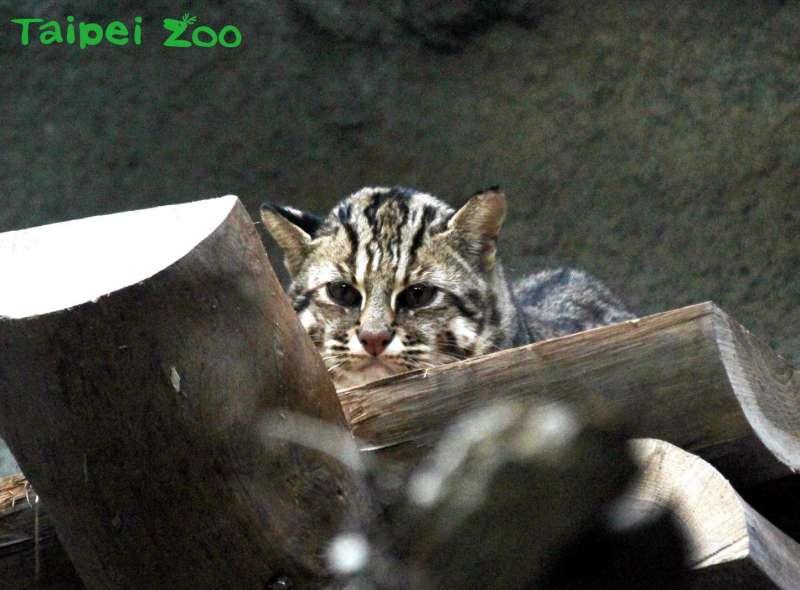 石虎是臺灣本土貓科物種，體型與家貓相仿，額頭有兩條白色條紋，耳後有白色斑塊。照片來源：臺北市立動物園新聞稿