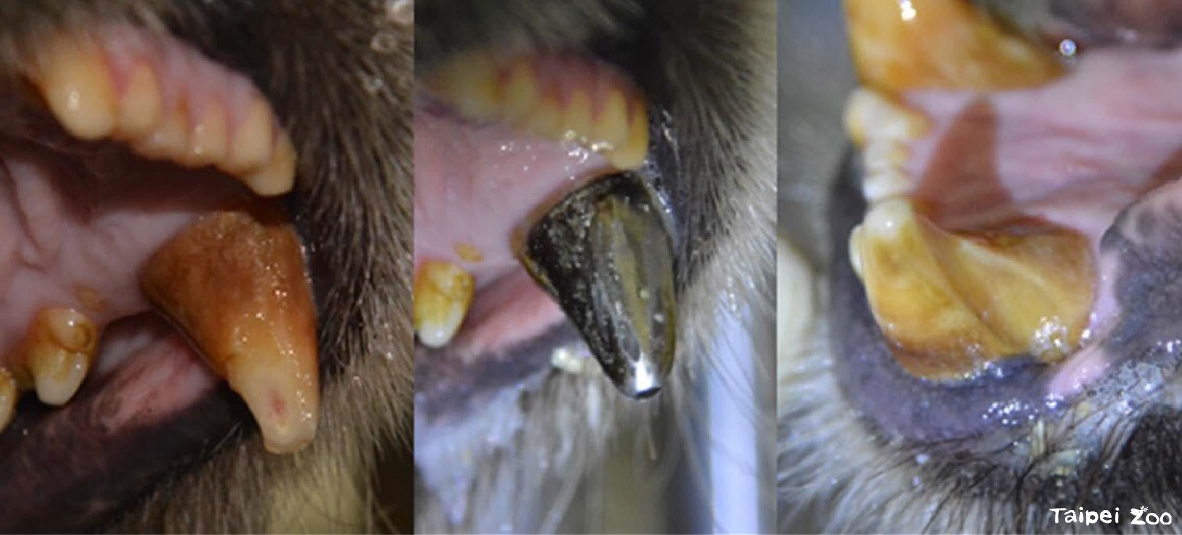 圖1、大貓熊團團左上犬齒牙冠發生斷裂，導致牙髓腔曝露，故裝上鈦金屬牙套進行保護，咬合面需持續注意鈦金屬牙套，是否加深原本既有之咬合磨損。(由左至右)(1)牙冠斷裂牙髓腔曝露 (2)鈦金屬牙套 (3)咬合面。照片來源：本研究計畫成果報告