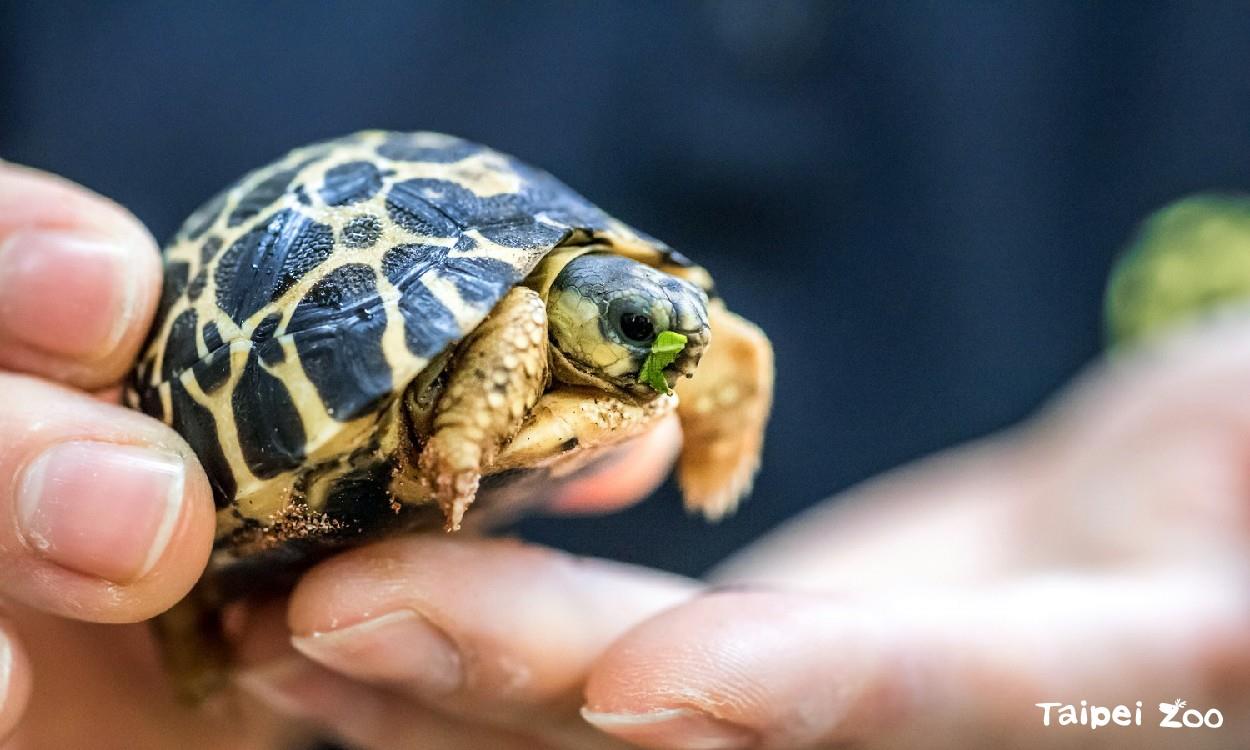 射紋陸龜繁殖規劃很重要 了解物種族群遺傳資訊掌握新方向