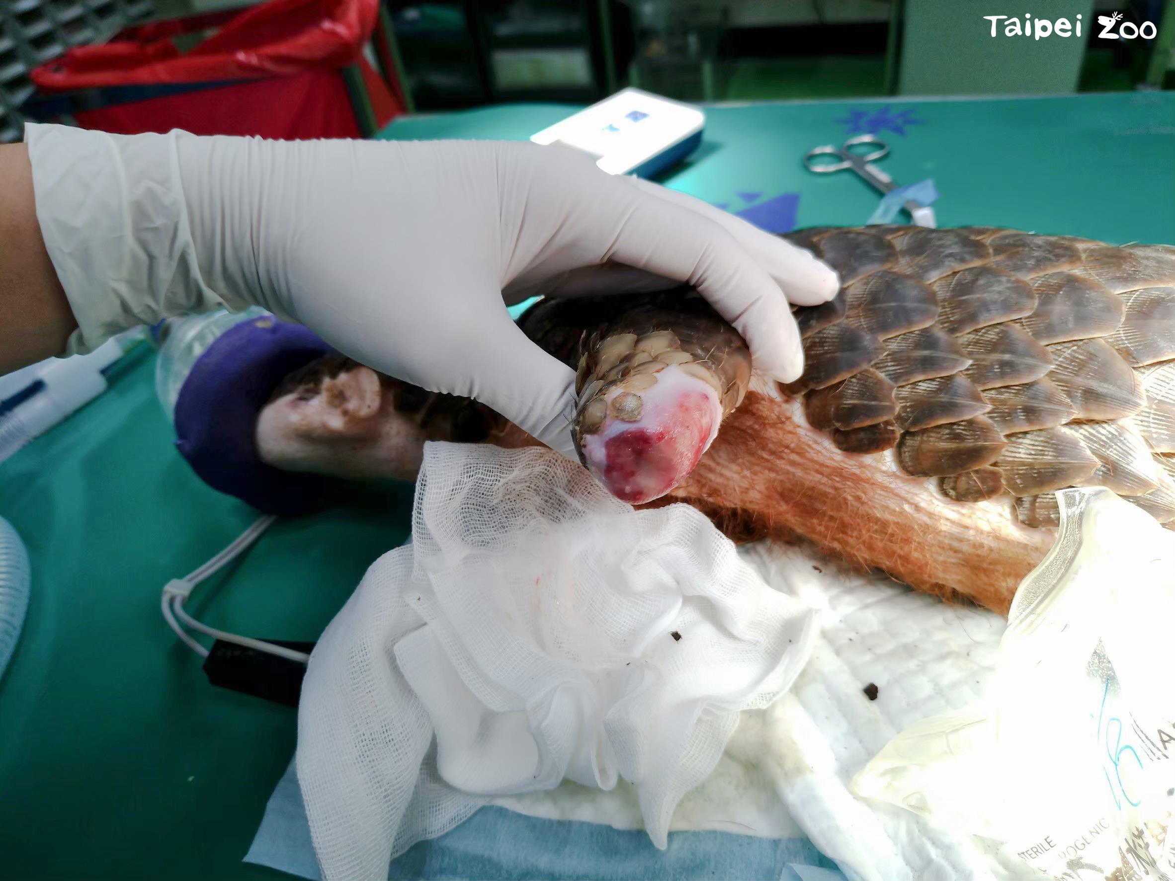 2019年進入臺北市立動物園救傷中心醫療的穿山甲。