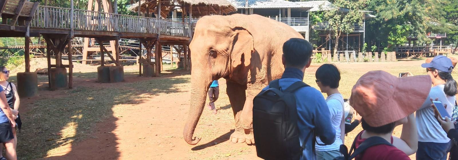 亞洲動物園教育者研討會 ── 動物園教育人員們的學習盛宴與泰國大象王國