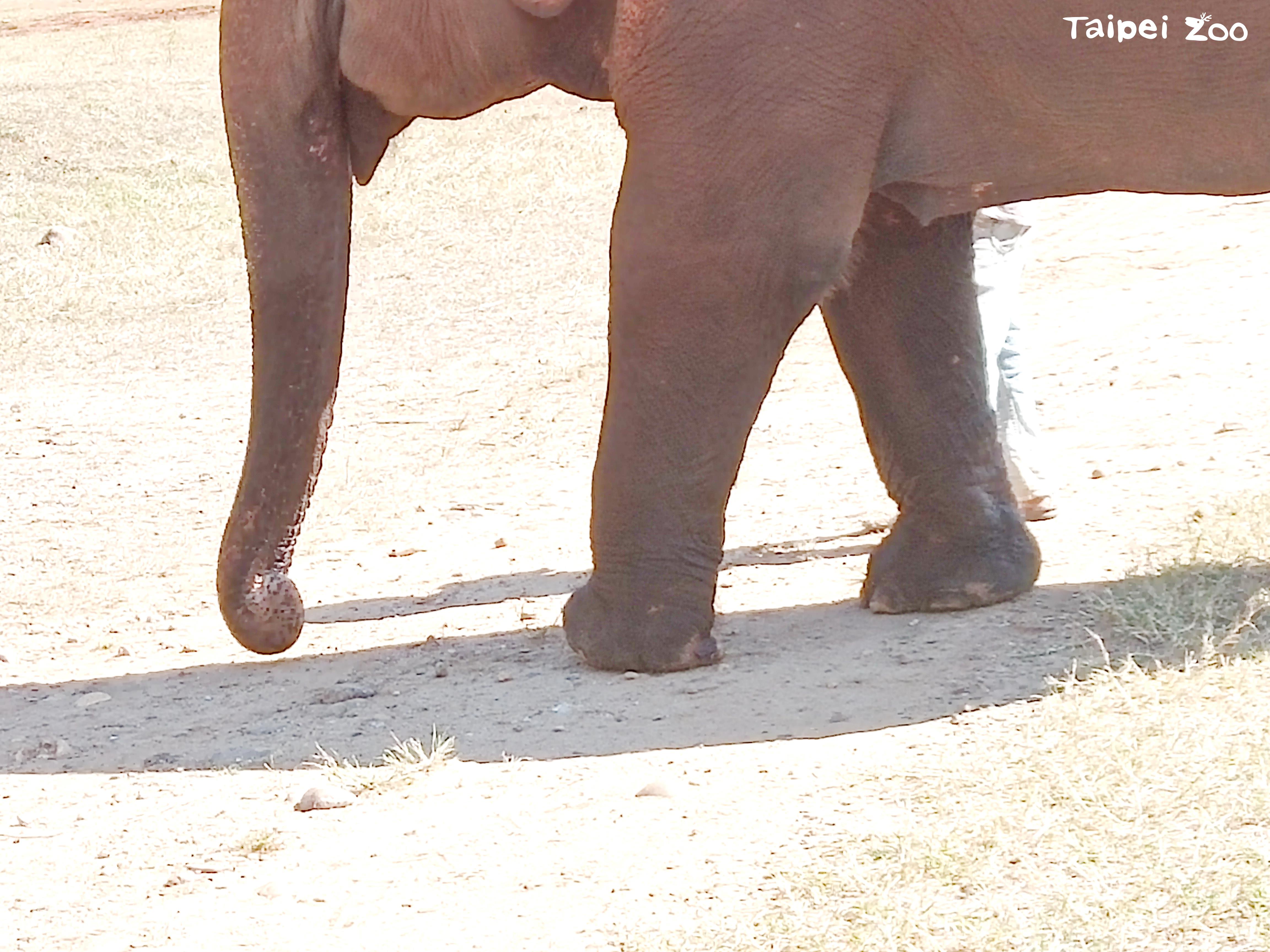 大象保育中心參訪： 中心裡收容了許多在野外無法正常生活的大象，如照片上是一隻左前腳被地雷炸傷的大象。