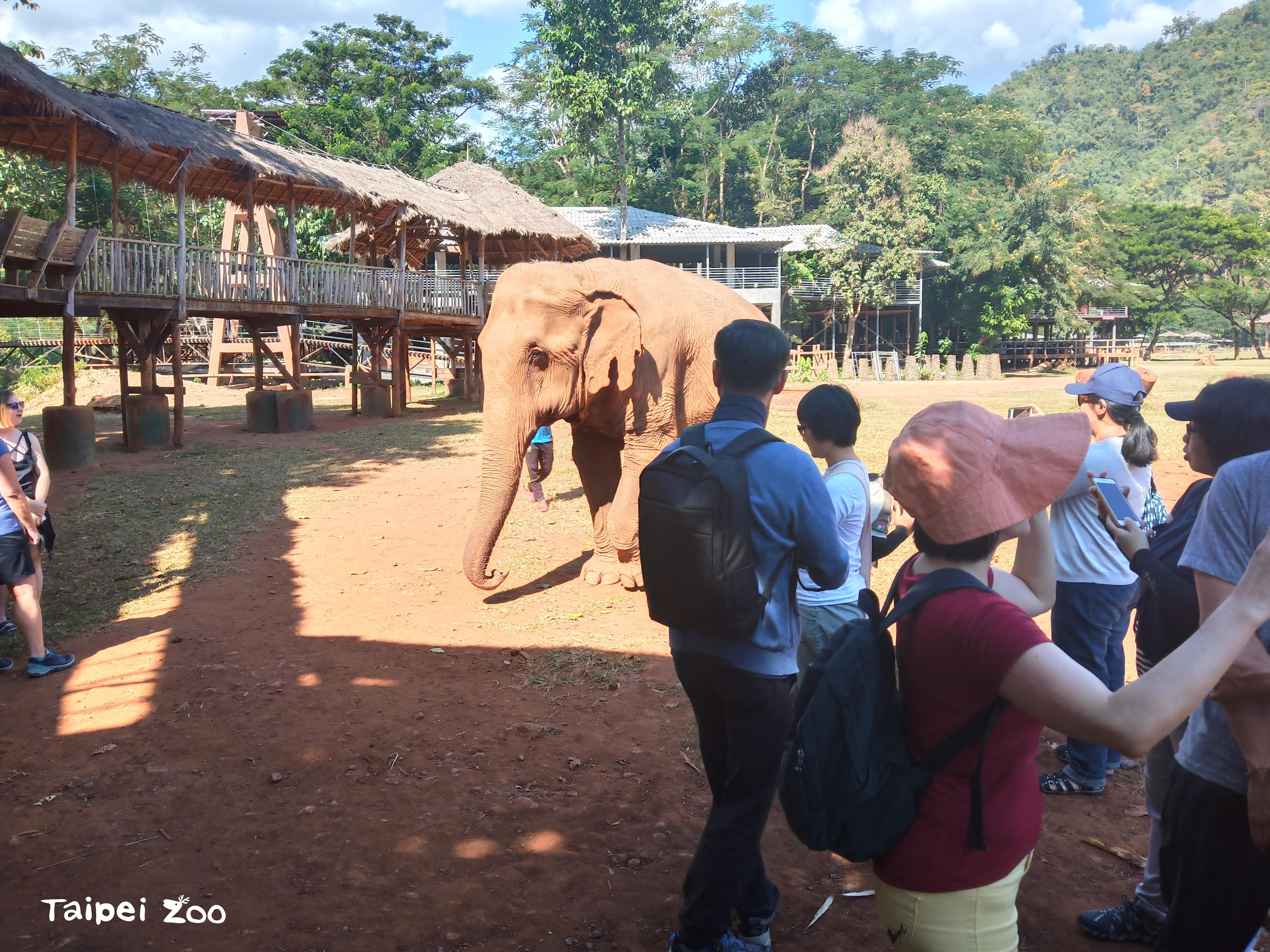 大象保育中心參訪： 一個可以近距離觀察大象，互相理解和尊重大象的保育公園。