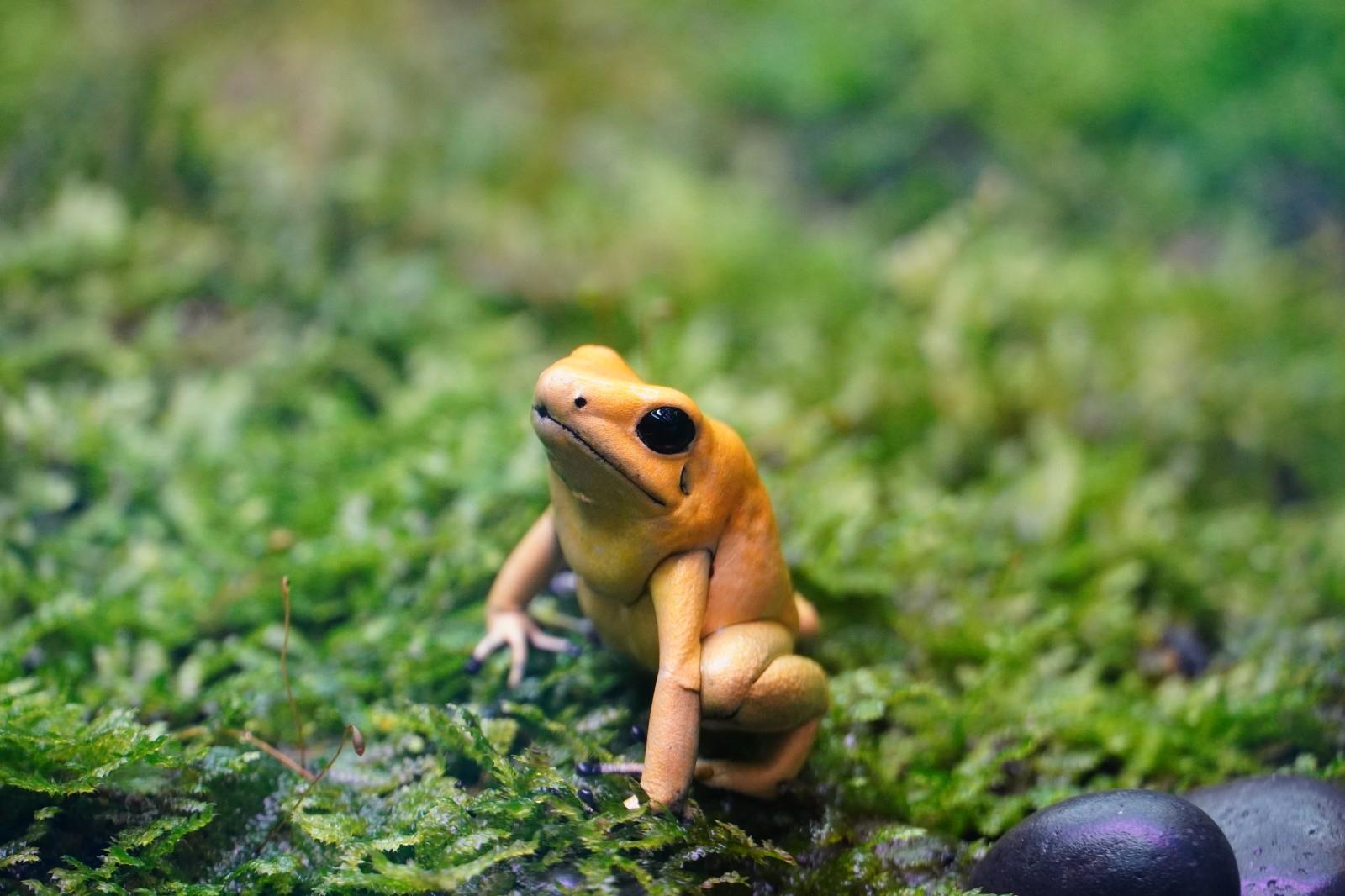 科学网—美丽的箭毒蛙